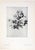Set of 12 Antique Botanical Photogravure Plates From the First Edition of Nature's Aid to Design (1907) For Sale - Image 13 of 13