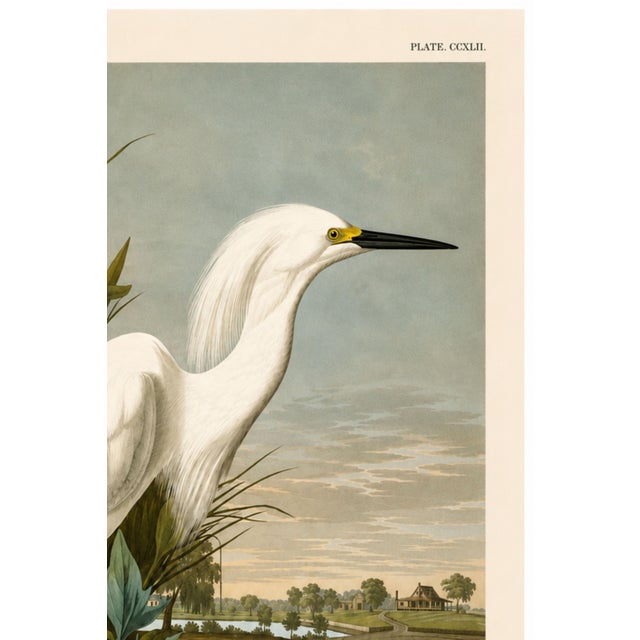 John James Audubon Snowy Heron or White Egret, Museum Style Audubon Bird Print, 20" X 30" For Sale - Image 4 of 12