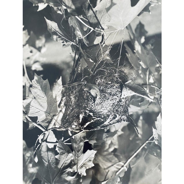 Andreas Bernhard Lyonel Feininger (December 27, 1906 – February 18, 1999) was an American photographer and a writer on...