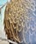 Wood American Bald Eagle Framed Animal Art, Oil on Canvas Lynn Chase Signed 1980 For Sale - Image 7 of 15