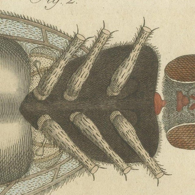 Paper Bertuch, House Fly and Compound Eye Magnified, 1805, Print For Sale - Image 7 of 12