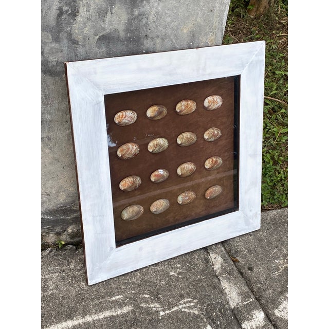 Vintage Coastal Shadow Box Featuring Multiple Abalone Shells. For Sale In Miami - Image 6 of 12