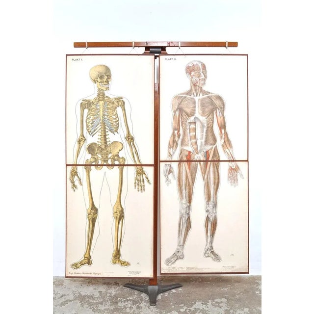 Human Foldable Anatomical Wall Charts, 1920s, Set of 2 For Sale - Image 11 of 11