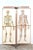 Human Foldable Anatomical Wall Charts, 1920s, Set of 2 For Sale - Image 11 of 11