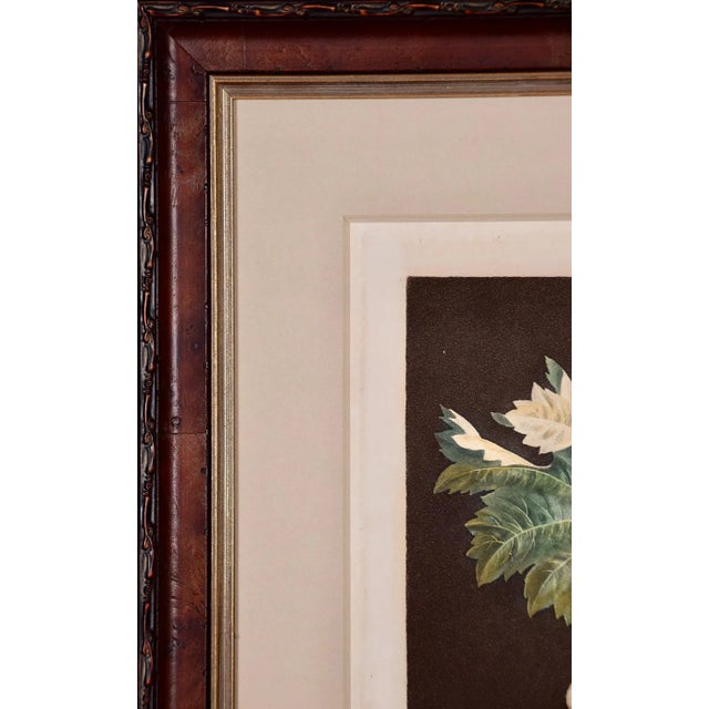Paint White Hamburgh Grape: A Framed 19th C. Color Engraving by George Brookshaw , 1812 For Sale - Image 7 of 8