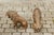 Pair of Italian 1880s Small Walnut Hand Carved Lion Sculptures with Dark Patina For Sale - Image 11 of 12
