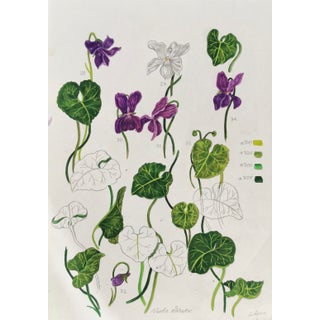 "Viola Odorata No. 3" Contemporary Botanical Drawing For Sale