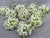 White Green Floral Napkin Ring - Set of 10 For Sale - Image 10 of 16