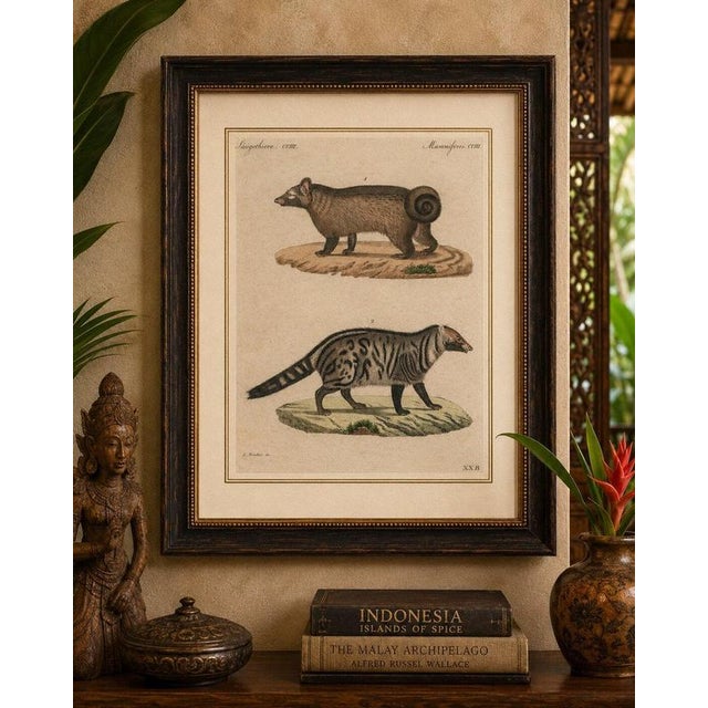 Title: Antique Asian Civets & Kopi Luwak Natural History Engraving – Bertuch Original antique hand-colored copper...