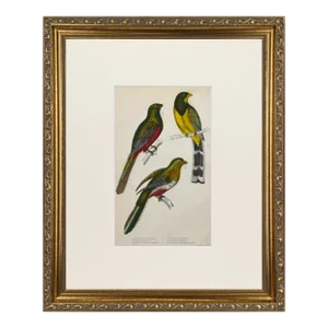 19th Century English Hand Colored Bird Engraving by Goldsmith