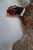 Early 21st Century Taxidermy Pheasant in Mid Flight For Sale - Image 5 of 14