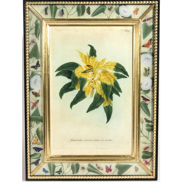 Weinmann Set of Twelve Botanical Engravings by Johann Weinmann, Circa 1737–1745 For Sale - Image 4 of 16