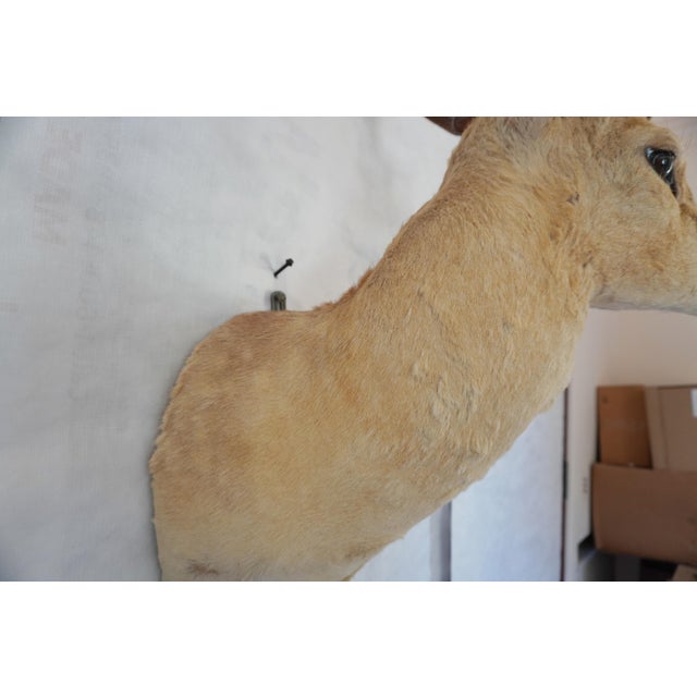 Leucistic Fallow Deer Head Bust Mount For Sale - Image 11 of 18