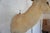 Leucistic Fallow Deer Head Bust Mount For Sale - Image 11 of 18