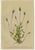 Alpine Gentian Botanical Illustrations, 1897, Set of 8 For Sale - Image 4 of 11