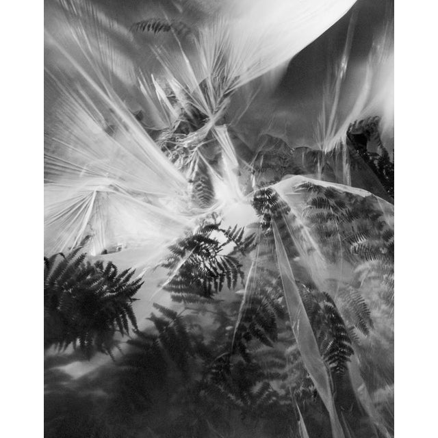 Fern' London, United Kingdom 2024. It is a still life black and white film photograph, made with a large format 4x5 Linhof...