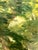 Antique 19th-Century French Impressionist Landscape Oil Painting Sunlit Forest For Sale - Image 16 of 18