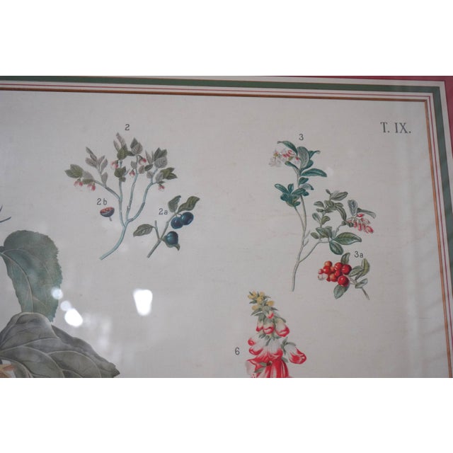 Pair of Large Floral Botanical German Color Engravings For Sale - Image 14 of 16