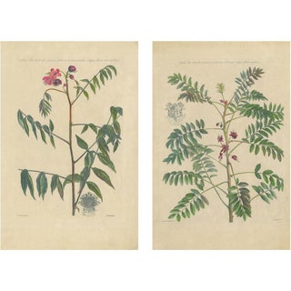 John Martyn, Cassia Barbadensis & Marilandica Botanical Prints, 1728, Set of 2 For Sale