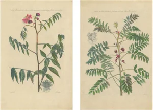 John Martyn, Cassia Barbadensis & Marilandica Botanical Prints, 1728, Set of 2