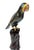 Chinese Cloisonné Parrot on Carved Hardwood Tree Trunk Base Chinese, Circa 1960, Two pieces: a cloisonné parrot and carved...