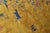 Early 21st Century Golden Rod Pictorial Animal Chinese Art Deco Rug - 7'10" x 9'8" For Sale - Image 5 of 6