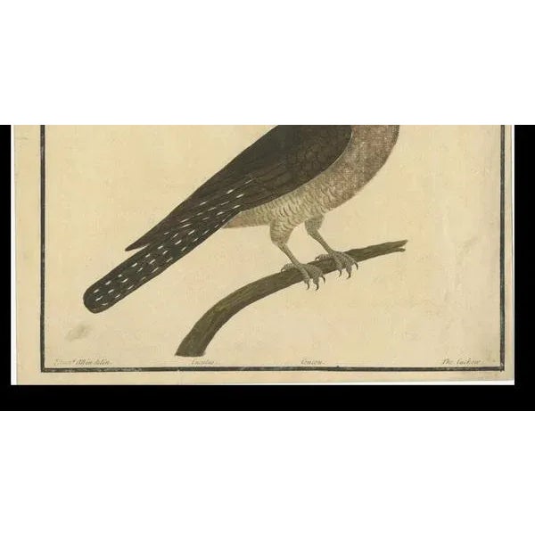 Eleazar Albin, The Cuckoo, 1730, Hand-Colored Engraving For Sale - Image 6 of 10