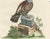 After George Edwards, Pigeon, Copperplate Engraving, 1770 For Sale - Image 5 of 9