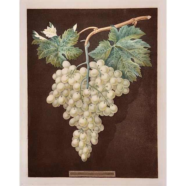 This is a 19th century colored aquatint and stipple engraving finished by hand entitled "White Hamburgh Grape", drawn and...