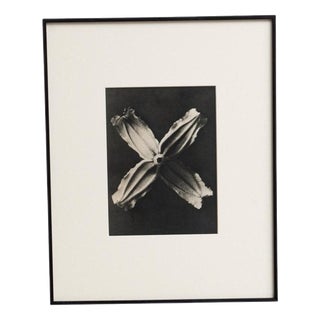 Karl Blossfeldt, Natural Grace, 1942, Photogravure, Framed For Sale