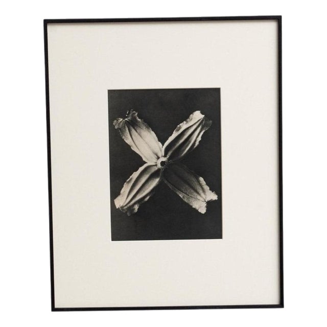 Karl Blossfeldt, Natural Grace, 1942, Photogravure, Framed For Sale