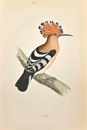 Alexander Francis Lydon, Hoopoe, Woodcut Print, 1870
