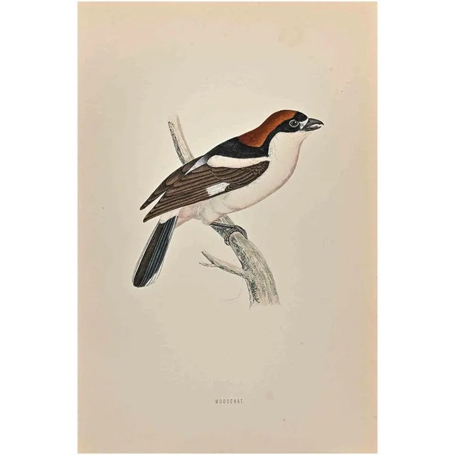 Woodchat is a modern artwork realized in 1870 by the British artist Alexander Francis Lydon (1836-1917). Woodcut print on...