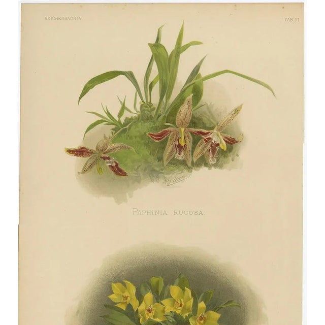 Victorian Botanical Orchid Print Two Exotic Varieties, 1888, Paper For Sale - Image 3 of 10