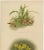 Victorian Botanical Orchid Print Two Exotic Varieties, 1888, Paper For Sale - Image 3 of 10