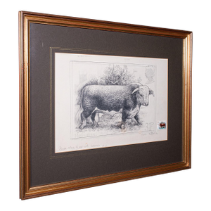 Vintage Hereford Bull Sketch, English, Framed Art, Stamp Proof, Barry Driscoll