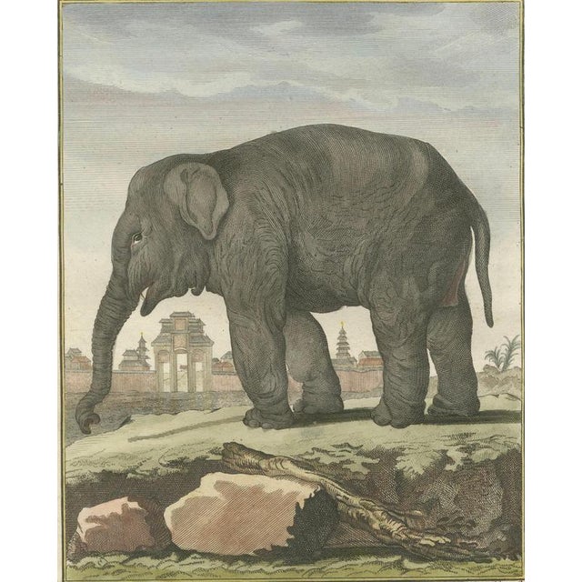 Black Antique Elephant Hand-Coloured Prints by Buffon, 1769, Set of 2 For Sale - Image 8 of 14