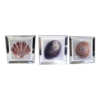 Framed Custom Seashell Prints - Set of 3 For Sale