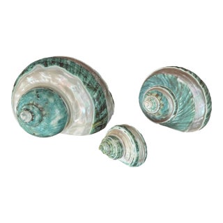 1950s Banded Jade Turbo Shells- Set of 3 For Sale
