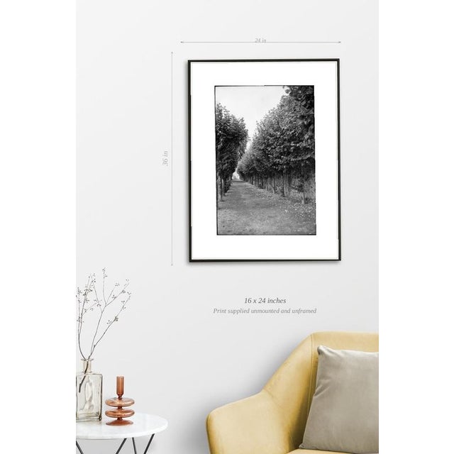 Paul Cooklin, Treeline, Edition of 50 For Sale - Image 4 of 6