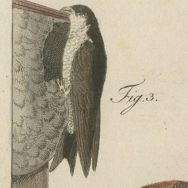 Beige Bertuch, Swallows, Swifts and Nightjar, 1805, Print For Sale - Image 8 of 12