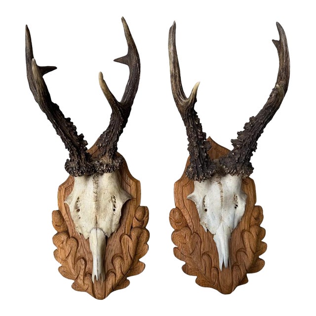 Pair Roe Deer Trophies 151 Black Forest Antlers Mount For Sale