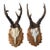Pair Roe Deer Trophies 151 Black Forest Antlers Mount For Sale