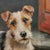 American Fox Terrier Dog Oil Portrait Painting For Sale - Image 3 of 4