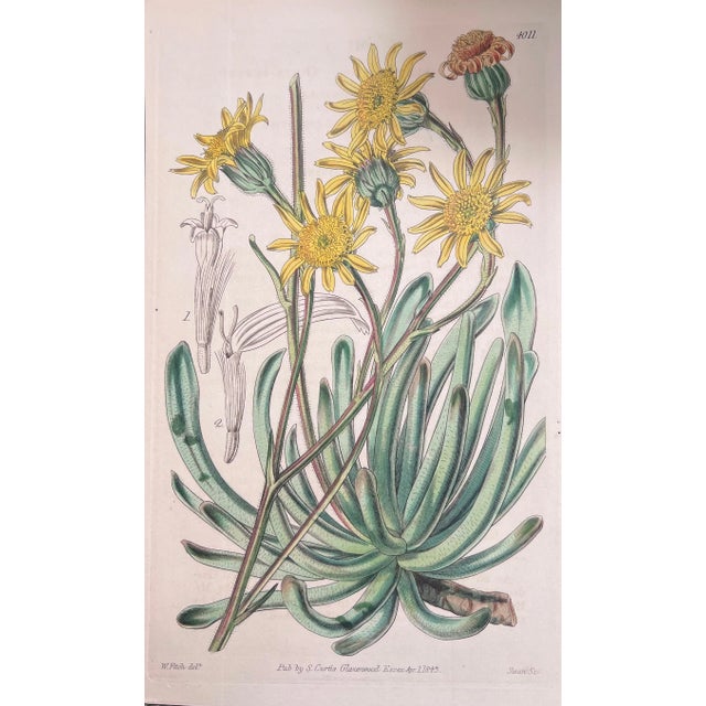 English Set of Six 19th Century English Hand-Colored Botanical Engravings For Sale - Image 3 of 8