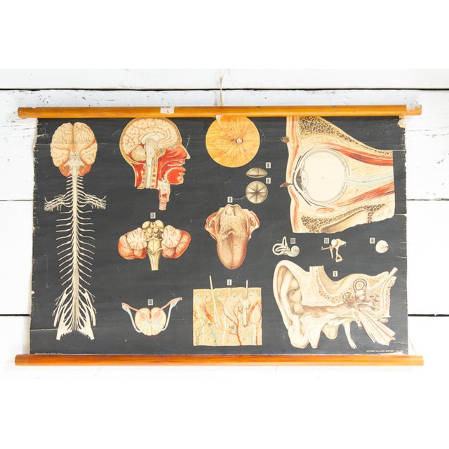 Black Human Anatomy Charts from Allardi Publisher, 1950s, Set of 2 For Sale - Image 8 of 14