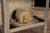 Vintage "Crescent" Dishwasher by Hobart Salesmans Sample For Sale - Image 11 of 11