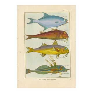 Antique French Histoire Naturelle Engraving – Four Fish1770-90's Modern Color For Sale