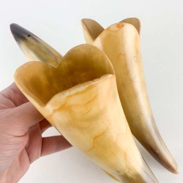 Brown Vintage Buffed Polished Cow Ox Horns Wall Plant Hanging Pocket Western Ranch For Sale - Image 8 of 9