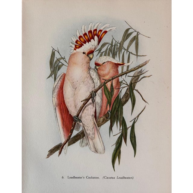 John Gould, Tropical Bird Plates, 1948, Prints, Set of 6, in Very Good conditions. Designed before 1890 I have official...